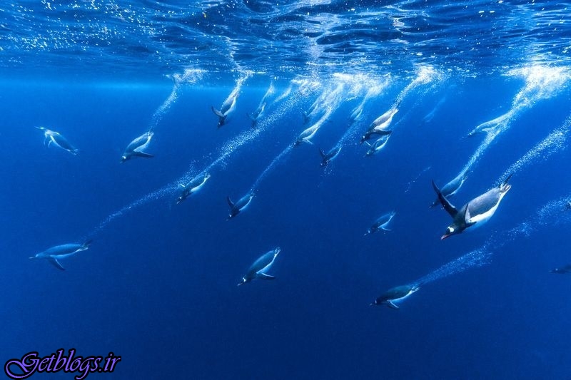 شنای گروهی پنگوئن‌ها در تصویر روز نشنال جئوگرافیک